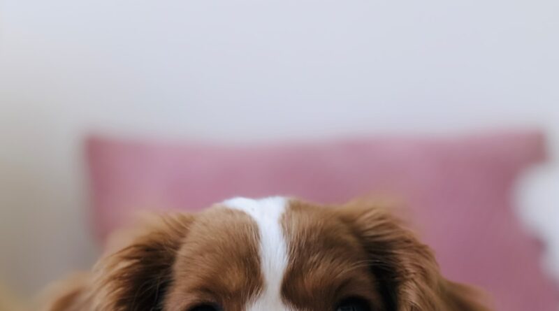 long-coated white and brown puppy